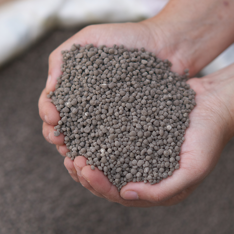 Hände halten graue Kugeldüngerpellets für Pflanzenpflege und Bodenverbesserung in der Landwirtschaft.